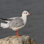 Mouette rieuse - Camargue Piémanson décembre 2013