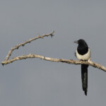 Pie bavarde Eurasian magpie Pie bavarde