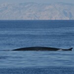 Rorqual commun