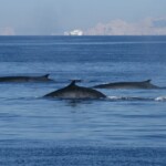 Rorqual commun
