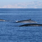 Rorqual commun