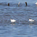 Avocette élégante plumage atypique