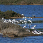Avocette élégante
