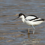 Avocette élégante
