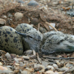 Avocette élégante poussin
