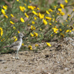 Avocette élégante poussin