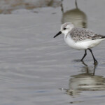Bécasseau sanderling
