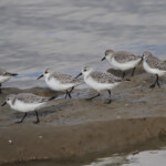 Bécasseau sanderling