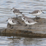 Bécasseau sanderling