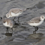 Bécasseau sanderling