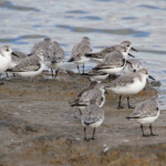 Bécasseau sanderling