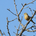 Bruant ortolan (Valensole, 04)