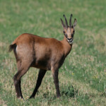 Chamois, Gorges du Verdon