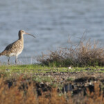 Courlis cendré (Hyères, 83)