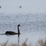 Cygne noir