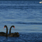 Cygne noir