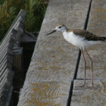 Échasse blanche jeune de l'année