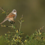 Fauvette à lunettes