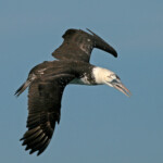 Fou de Bassan immature