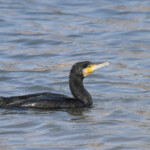 Grand Cormoran