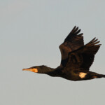 Grand Cormoran