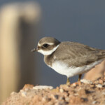 Grand Gravelot (Hyères, 83)