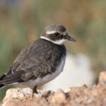 Grand Gravelot (Hyères, 83)