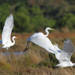 Grande Aigrette