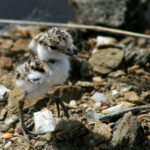 Gravelot à collier interrompu poussin (Hyères, 83)