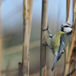 Mésange bleue