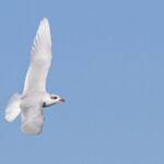Mouette mélanocéphale