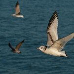 Mouette tridactyle juv - Grau du Roi décembre 2012