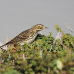 Pipit farlouse (Camargue, décembre 2013)