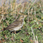 Pipit farlouse
