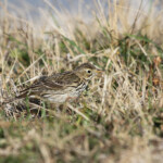Pipit farlouse