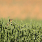 Pipit rousseline