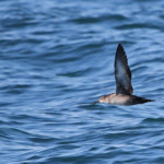 Puffin des Baléares