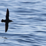 Puffin yelkouan