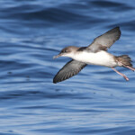 Puffin yelkouan