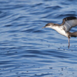Puffin yelkouan