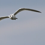 Sterne caugek (Salins de Berre)