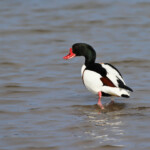 Tadorne de Belon (Salins d'Hyères)