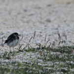 Bergeronnette de Yarrell - Étang de Berre (13) (janvier 2014)