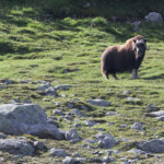 Bœuf musqué (Norvège - Dovrejfell)