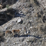 Bouquetin des pyrénées (Andujar - décembre 2013)