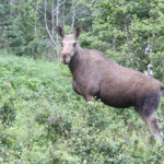 Elan - Norvège (Bodo)