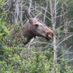 Elan - Norvège (Bodo)