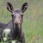 Elan - Norvège (Bodo). Jeune mâle