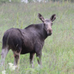 Elan - Norvège (Bodo). Jeune mâle