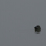 Phoque gris